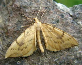 Barred Straw - photo 3