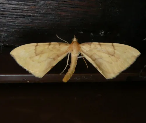 Barred Straw - photo 5