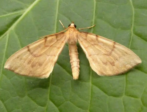 Barred Straw - photo 6