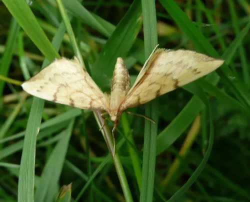 Barred Straw - photo 7