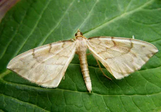 Barred Straw - photo 8
