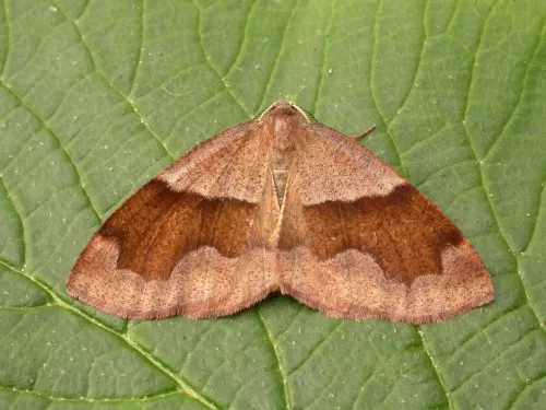 Barred Umber - Plagodis pulveraria