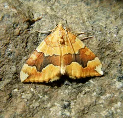 Barred Yellow