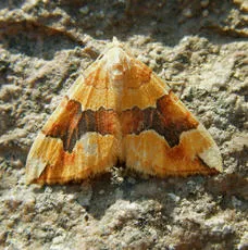 Barred Yellow - photo 2