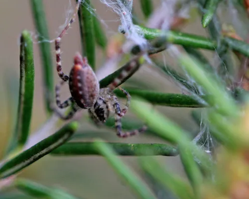 Barronopsis floridensis - photo 6