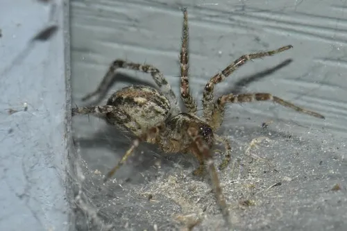 Barronopsis jeffersi