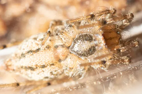 Barronopsis stephaniae - Barronopsis stephaniae