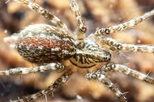 Barronopsis stephaniae - photo 2