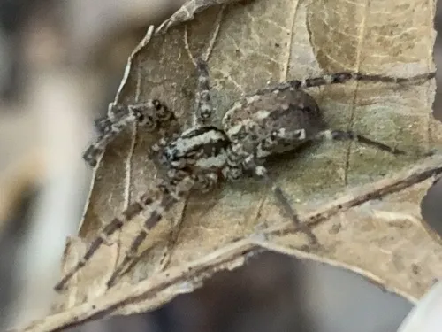 Barronopsis texana