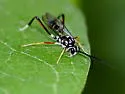 Baryceros audax