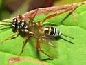 Baryceros audax - photo 2