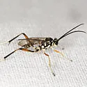 Baryceros audax - photo 3