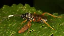 Baryceros audax - photo 4