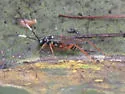 Baryceros audax - photo 5