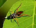 Baryceros candidus