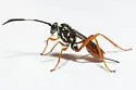 Baryceros candidus - photo 2