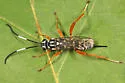 Baryceros fortis