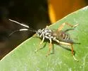 Baryceros fortis - photo 3