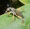 Baryceros fortis - photo 4