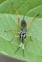 Baryceros texanus - Baryceros texanus