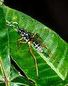 Baryceros texanus - photo 2