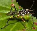 Baryceros texanus - photo 4