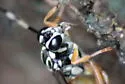 Baryceros texanus - photo 5