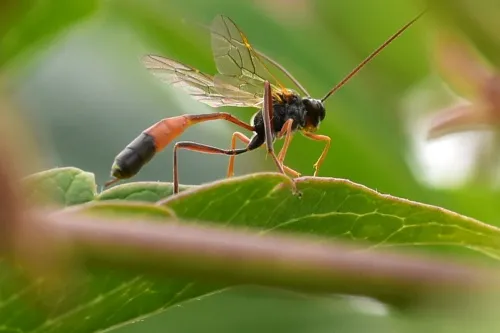 Barylypa propugnator