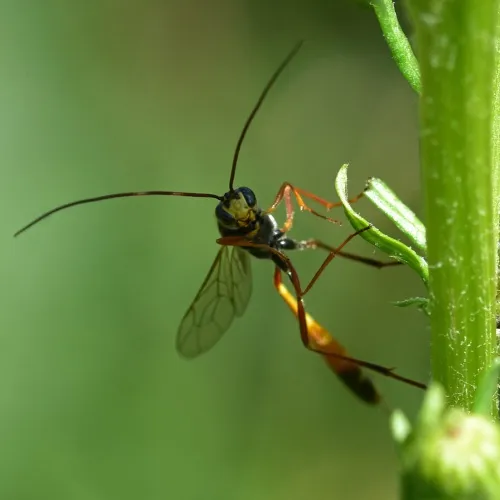 Barylypa propugnator - photo 4