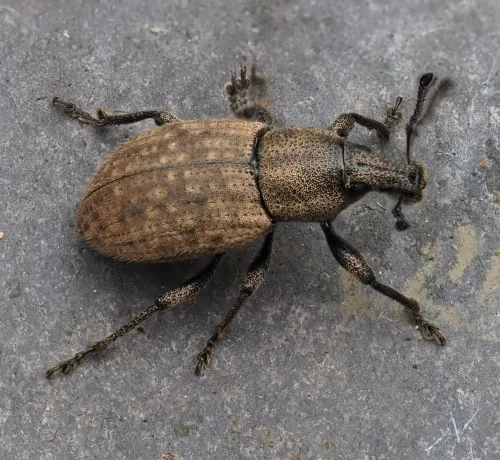 Barynotus obscurus - Barynotus obscurus