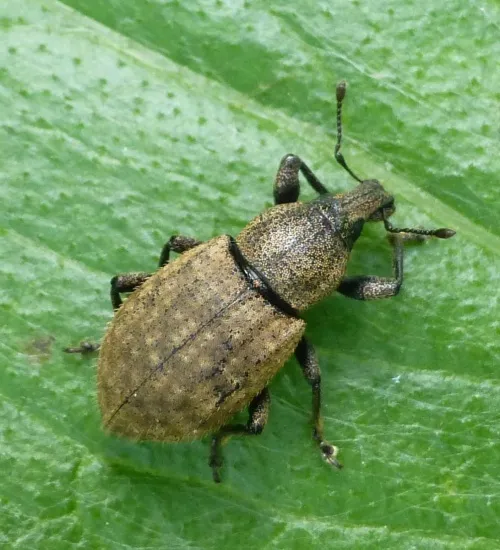 Barynotus obscurus - photo 2