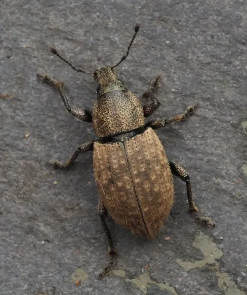Barynotus obscurus - photo 3
