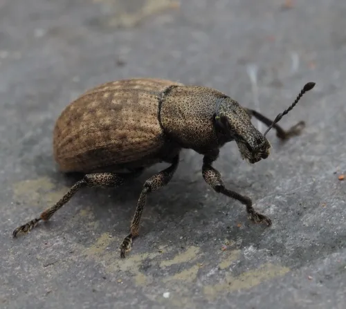 Barynotus obscurus - photo 4