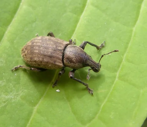 Barynotus obscurus - photo 5