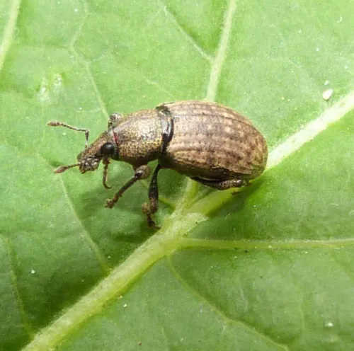 Barynotus obscurus - photo 6