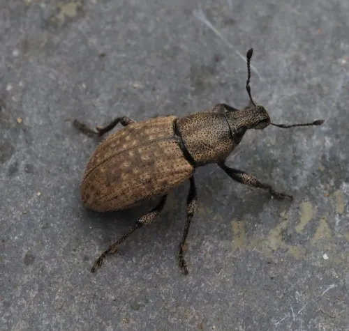 Barynotus obscurus - photo 7