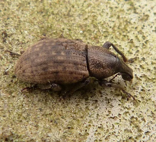 Barynotus obscurus - photo 8