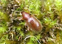 Hairy Spider Weevil - Barypeithes pellucidus