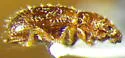 Hairy Spider Weevil - photo 2