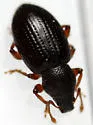 Hairy Spider Weevil - photo 3
