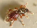 Hairy Spider Weevil - photo 4