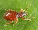 Hairy Spider Weevil - photo 5