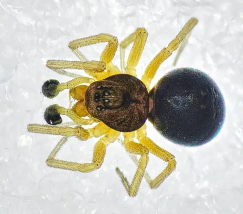 Baryphyma pratense