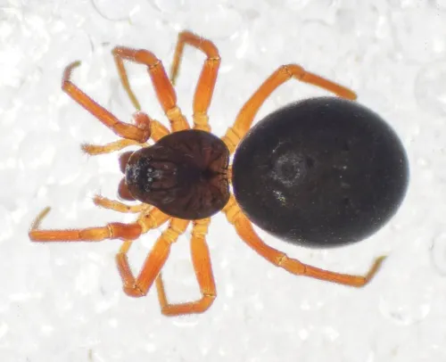 Baryphyma pratense - photo 2