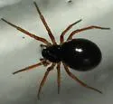 Baryphyma trifrons