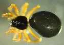 Baryphyma trifrons - photo 2