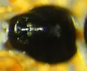 Baryphyma trifrons - photo 3