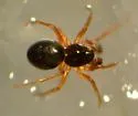 Baryphyma trifrons - photo 4