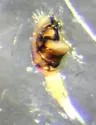 Baryphyma trifrons - photo 5