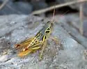 Humphrey's Grasshopper - photo 2